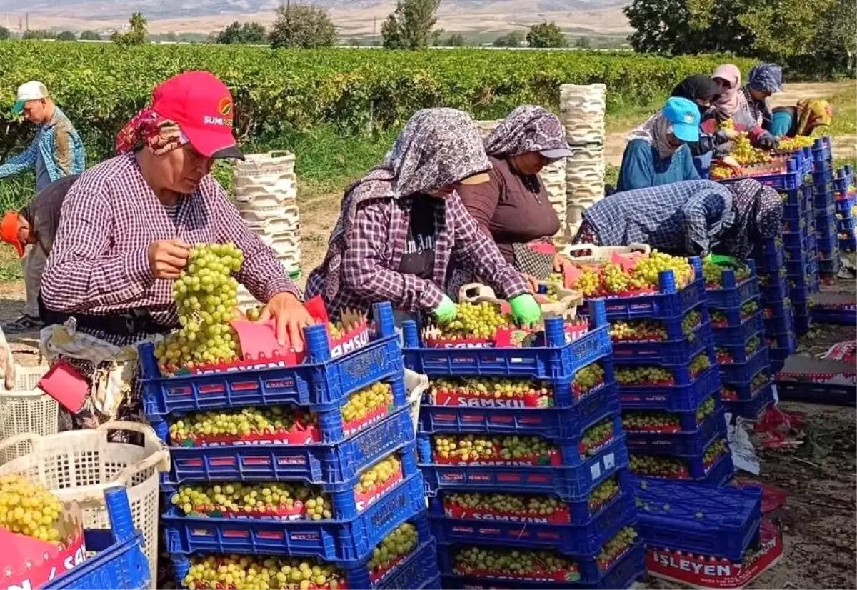 Sarıgöl’de Üzüm Hasadı Devam Ediyor