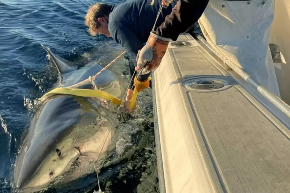 Atlantik’te yakalanan en büyük beyaz köpekbalığı bilim dünyasını şaşırttı