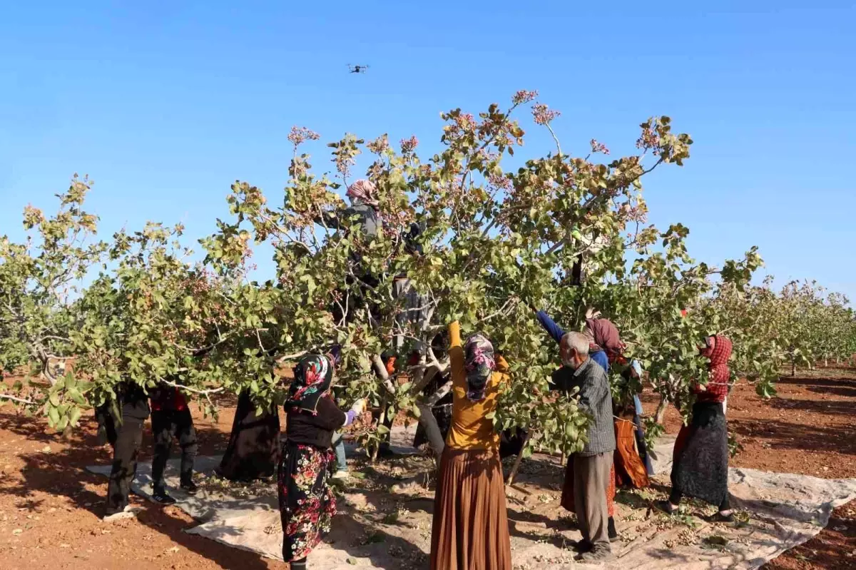 Gaziantep’te Antep Fıstığı Hasat Sezonu Sona Erdi