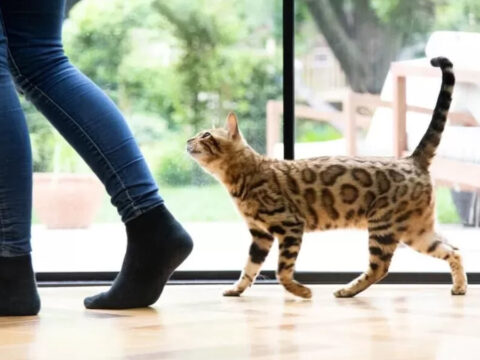 Kedinizin sürekli sizi takip etmesi bakın ne anlama geliyor kedinizin surekli sizi takip etmesi bakin ne anlama geliyor A7lQPCRm.jpg